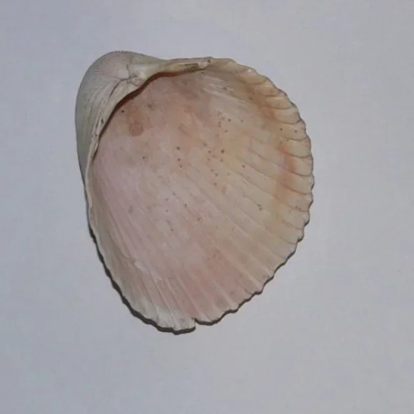 Lot of 14 Medium and Large Sea Shells 2.5" to 4" Cockle, Cowrie, Conch, Snail - Picture 4 of 14